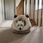 West highland terrier tucked into the slipper cuddler pet bed on an upstairs landing