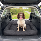 Springer spaniel sitting on the pet car travel bed in an open estate car boot after a country walk