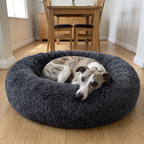 Whippet curled into the charcoal donut cuddler bed on a dining room floor in morning light