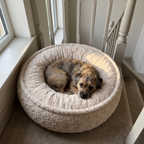 Terrier curled in the cream round donut cuddler bed on a stair half landing