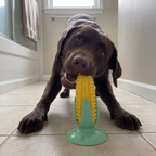 Chocolate labrador playing with the corn suction cup chew toy on a bathroom floor