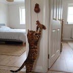 Bengal cat stretching up a doorway to reach the squirrel lure of the self moving cat teaser toy