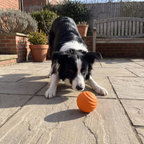 Border collie in a play bow beside the orange bouncing wobble ball on courtyard paving