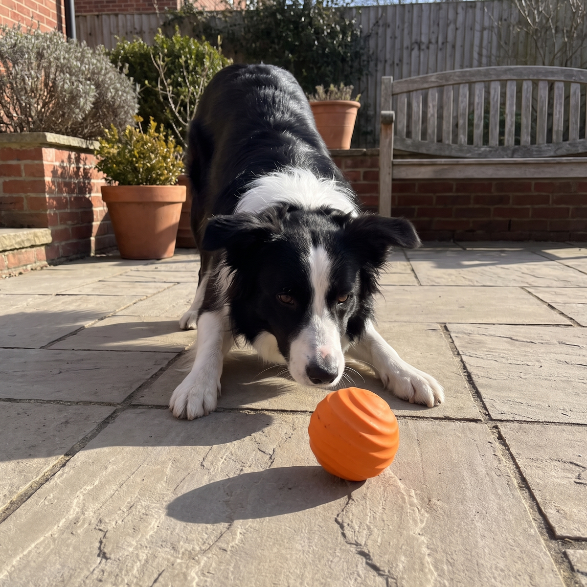 Border collie in a play bow beside the orange bouncing wobble ball on courtyard paving