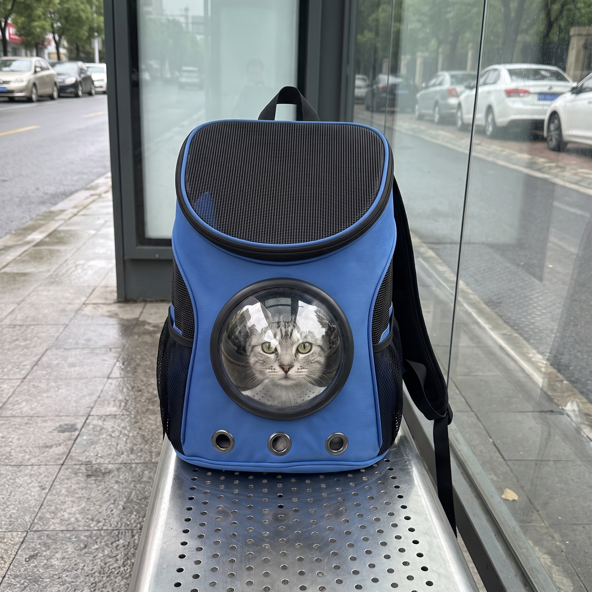 Tabby cat looking out of the blue astronaut bubble pet backpack at a bus shelter