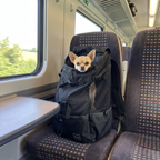 Chihuahua looking out of the black pet travel backpack on a train carriage seat