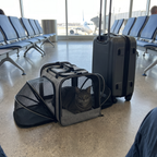 Cat inside the airline approved soft sided carrier beside a suitcase at an airport gate