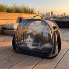 Cat resting inside the clear bubble pet carrier on a rooftop terrace at golden hour