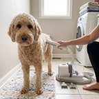 Labradoodle being groomed with the cordless grooming vacuum kit in a utility room