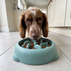 Spaniel sits behind the teal slow feeder maze bowl full of kibble on a kitchen floor.