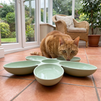 Ginger cat at the petal pet feeding bowl in a conservatory