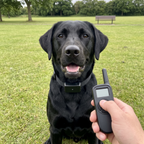 Black labrador in a sit stay wearing the remote training collar in a park field