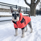 Schnauzer wearing the padded hooded winter jacket in a snowy park