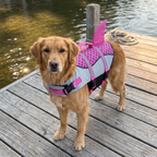Golden retriever in the dog life jacket on a wooden lakeside jetty