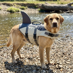 Labrador in the lightweight dog life vest on a river bank