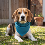Beagle wearing the cooling pet bandana lying on a shaded lawn on a hot day