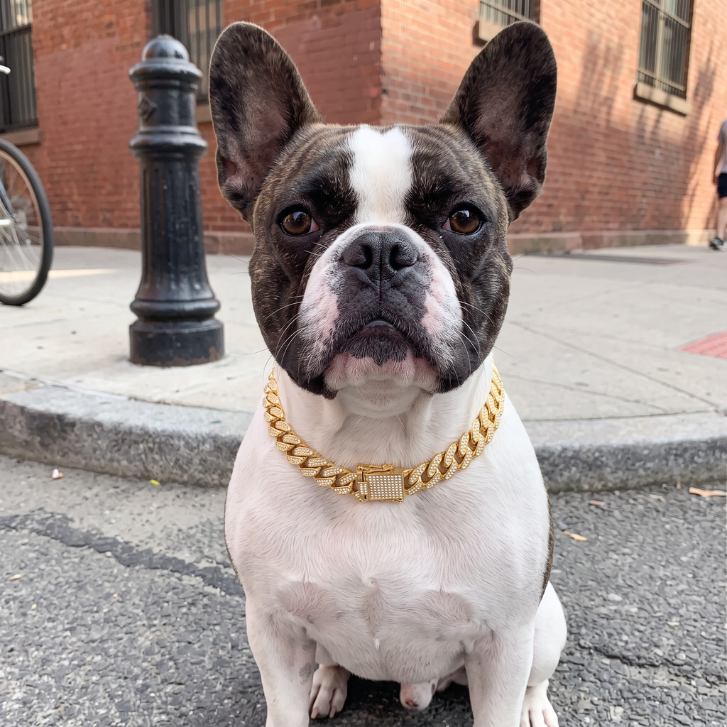 Dog wearing the fashion chain dog collar on an urban street corner