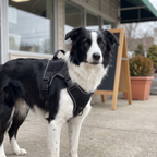 Border collie in the reflective service dog harness on a pavement outside a shop