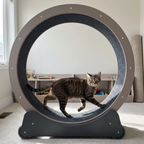 Brown tabby cat running in the 43in cat exercise wheel in a playroom