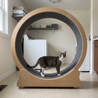 Grey and white cat standing in the 36in cat exercise wheel in a utility room