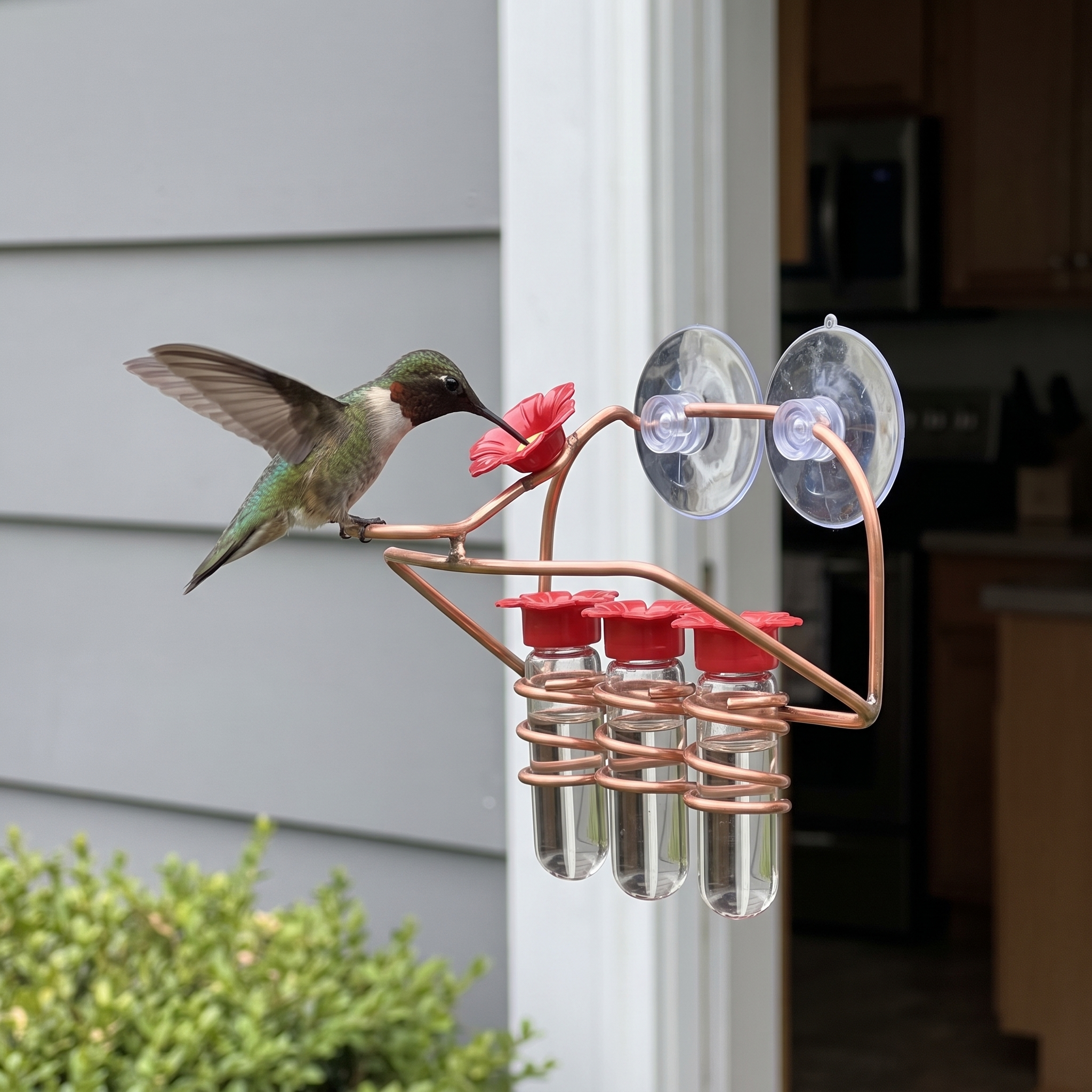 Hummingbird feeding at the copper window suction-cup nectar feeder on a kitchen window