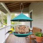 Goldfinch perched on the clear gravity auto seed dispenser feeder hanging from a porch beam