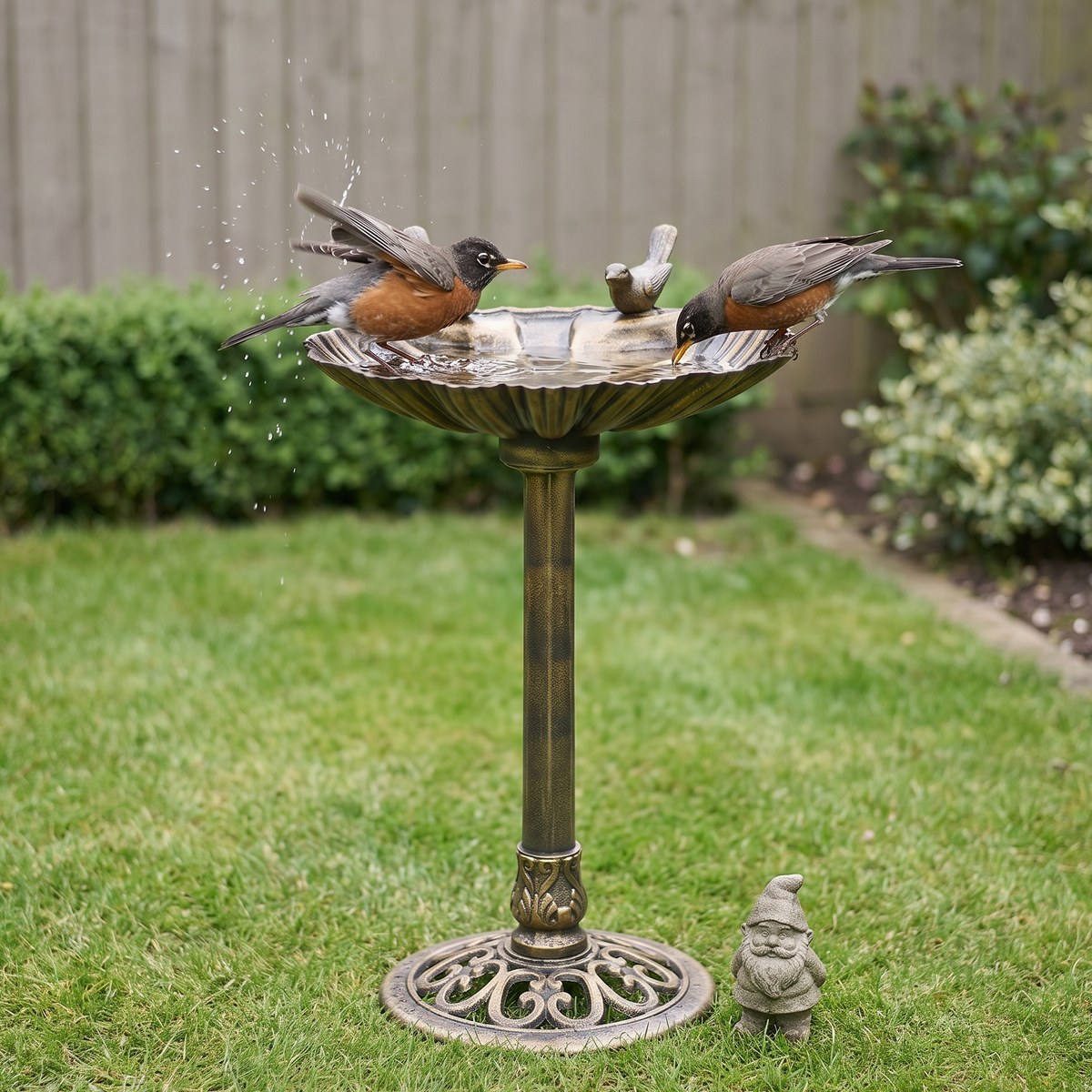 Two robins bathing in the antique resin pedestal bird bath on a tidy back lawn