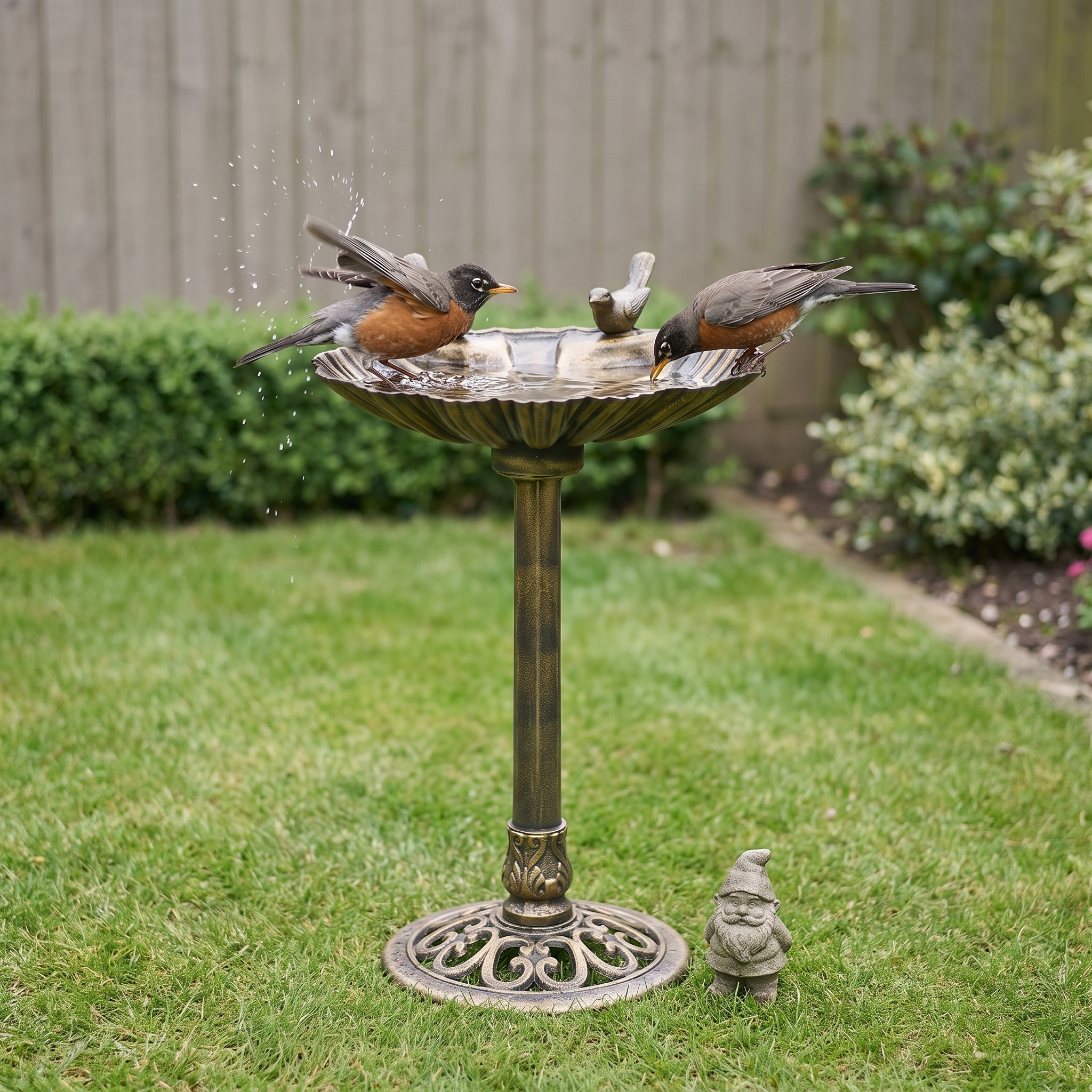 Two robins bathing in the antique resin pedestal bird bath on a tidy back lawn