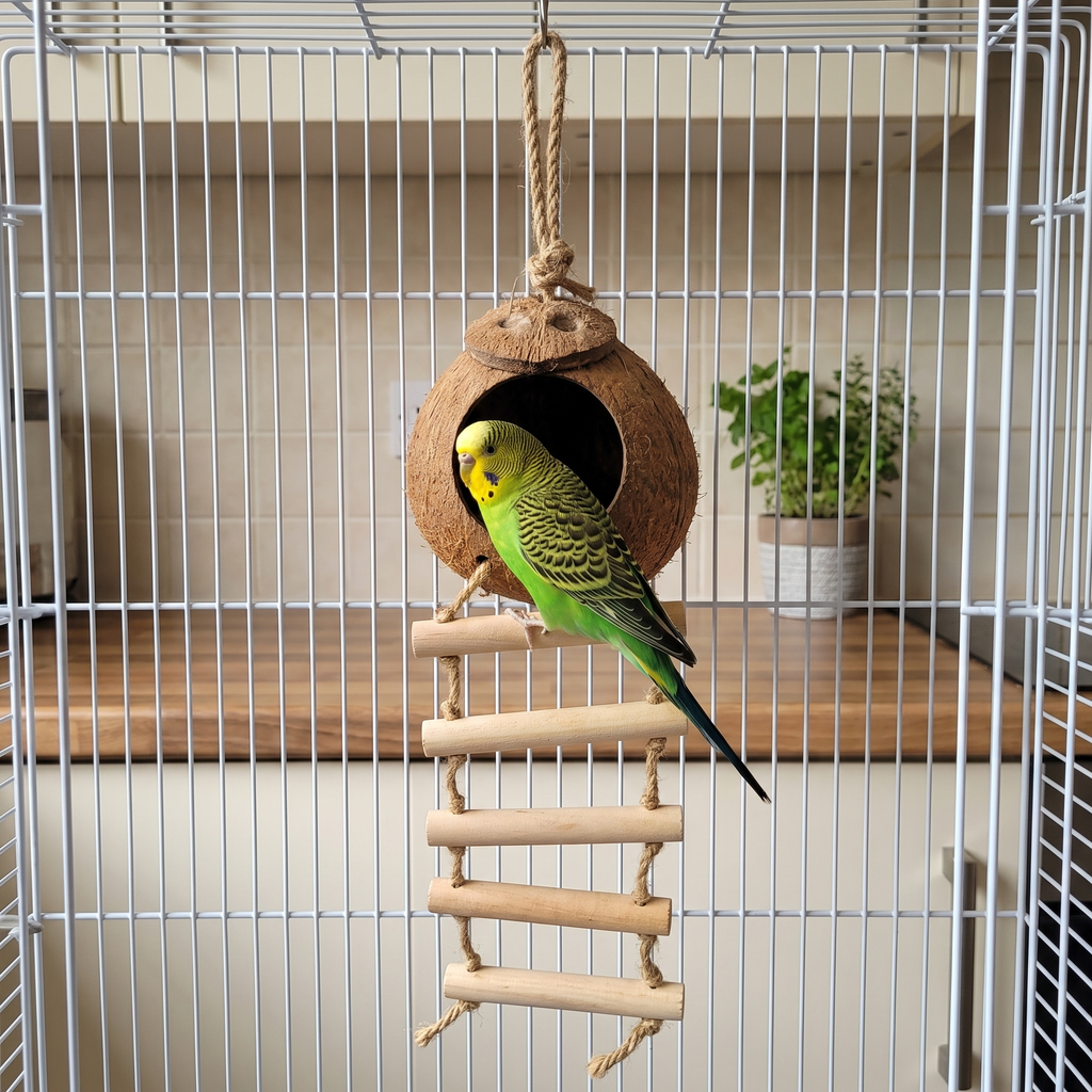 Parakeet on the ladder of the natural coconut bird nest inside a sunny kitchen bird cage