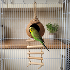 Parakeet on the ladder of the natural coconut bird nest inside a sunny kitchen bird cage