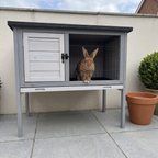 Rabbit looking out of the hinged-roof elevated wooden hutch on a garden patio