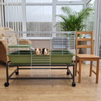 Two guinea pigs in the rolling multi-tier rabbit and guinea pig cage in a conservatory