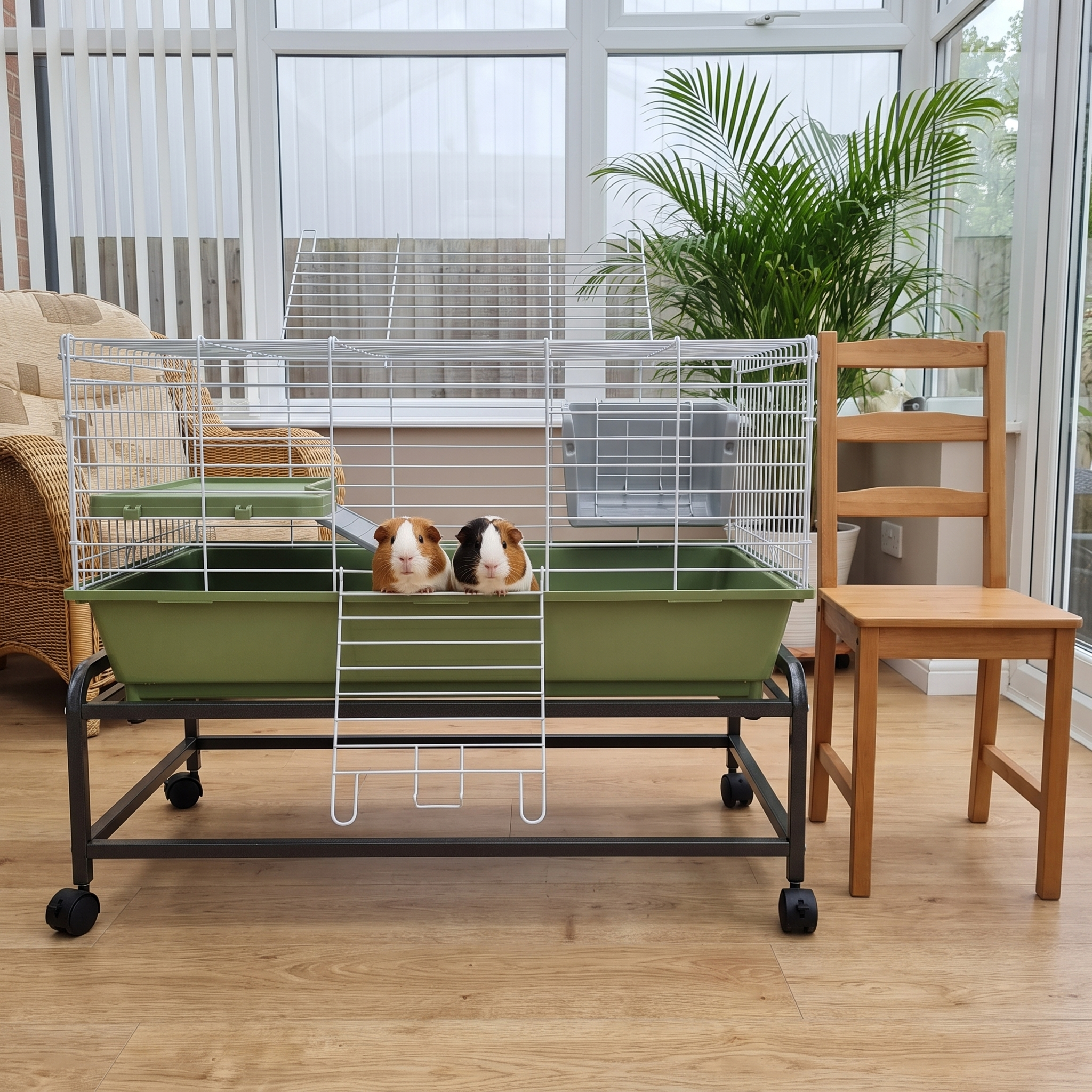 Two guinea pigs in the rolling multi-tier rabbit and guinea pig cage in a conservatory