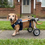 Older dachshund walking in the navy rear-support dog wheelchair on a neighbourhood pavement