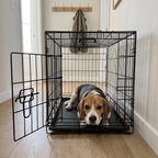 Beagle lying inside the black folding wire dog crate with the door open in a tidy hallway