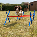 Springer spaniel jumping a hurdle from the 4-piece dog agility course set in a back garden