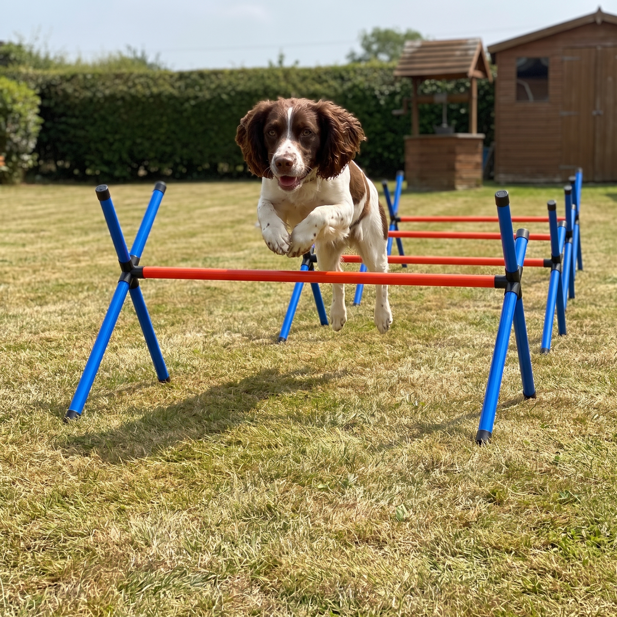 Springer spaniel jumping a hurdle from the 4-piece dog agility course set in a backyard