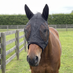 Bay horse wearing the black mesh fly mask in a paddock by a wooden fence