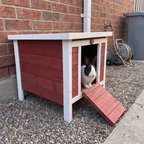 Dutch rabbit at the open door of the small red and white wooden rabbit hutch on a gravel side path