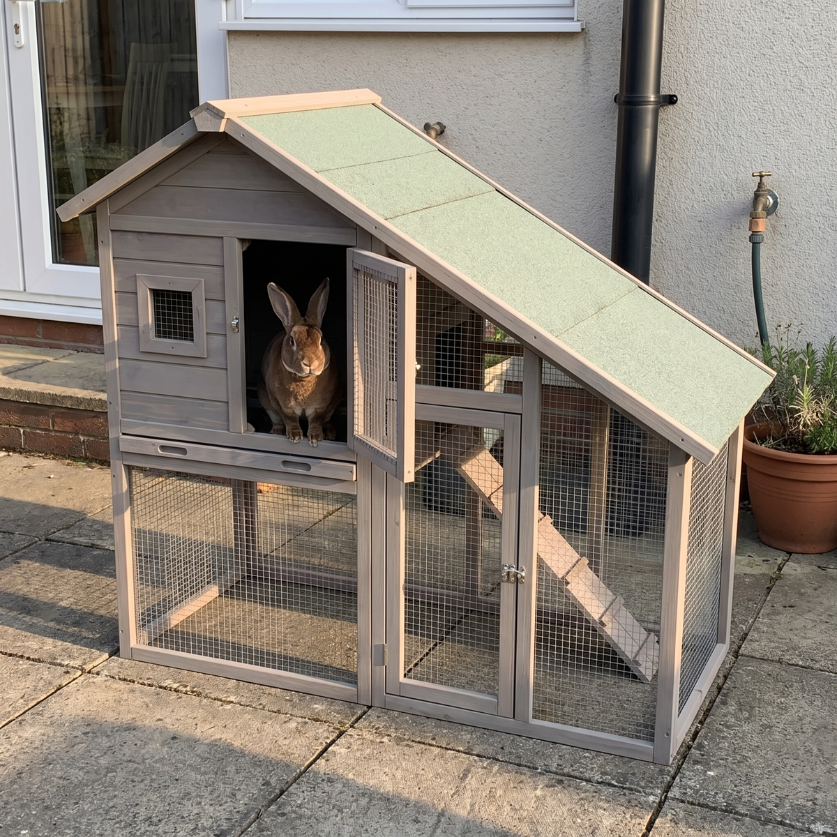 Rabbit on the upper level of the 55in two-tier wooden rabbit hutch on a paved back patio