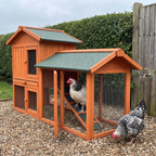 Speckled Sussex hen on the ramp of the 61in orange pine chicken coop in a gravel yard by a hedge