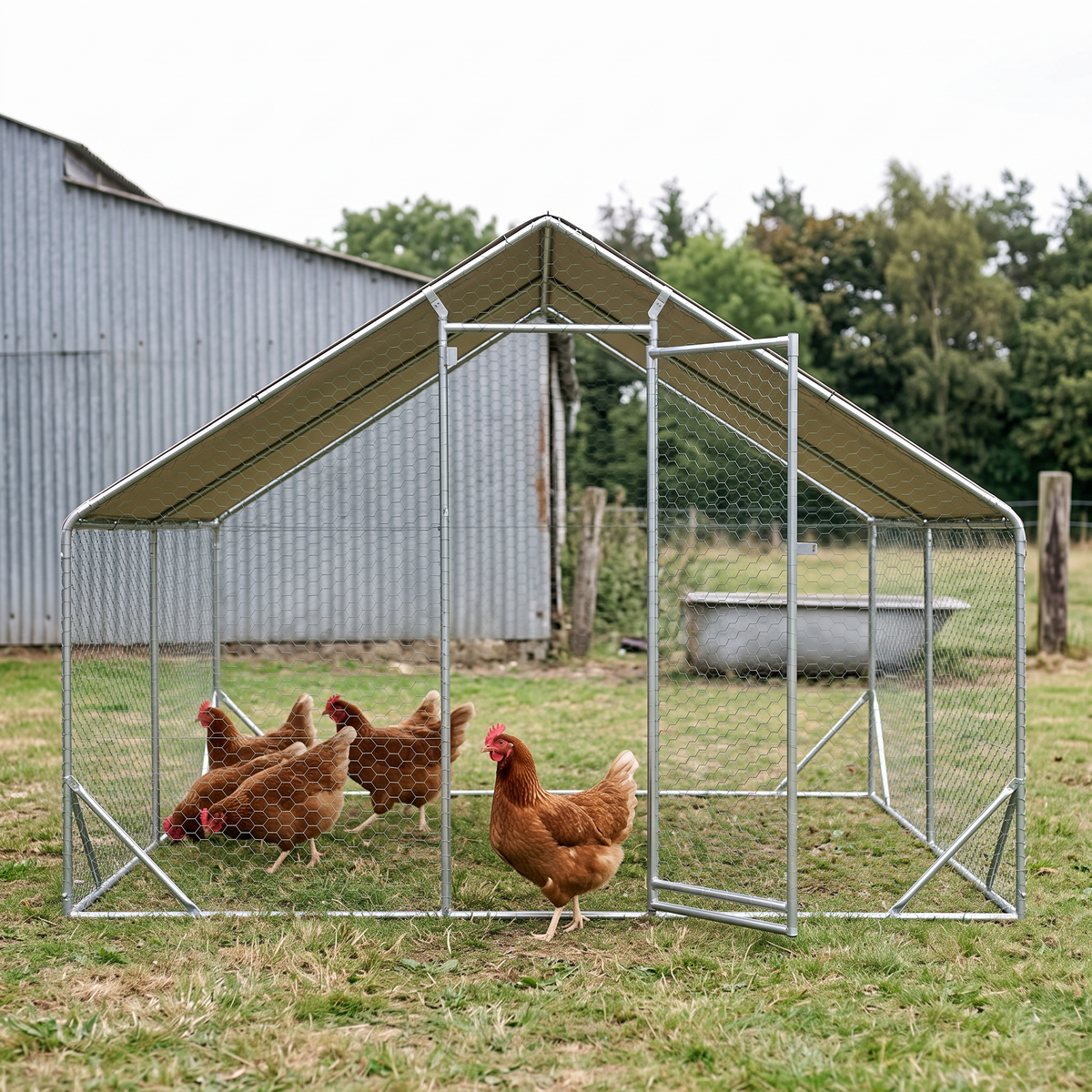 Hens inside the walk-in galvanized metal chicken run enclosure in a smallholding yard