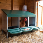 Hen in the roll-out metal nesting box with clean eggs in the egg-collection tray inside a tidy coop