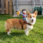 Corgi wearing the cowboy rider dog costume standing on a sunny back lawn