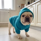 Small dog wearing the plain teal fleece dog hoodie in a kitchen on a cold morning