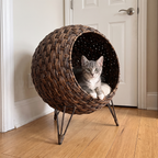 Grey tabby kitten sitting in the doorway of the woven rattan elevated cat bed basket in a sunny hallway