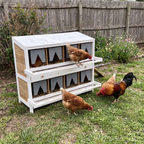 White eight-compartment nesting box on grass with hens at the boxes and a rooster nearby