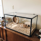 Clear acrylic small-animal habitat with matte black steel frame on a walnut sideboard, Syrian hamster in aspen bedding