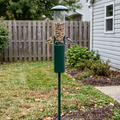 Goldfinch and chickadee feeding at the two front ports of the green squirrel-proof tube feeder in a backyard